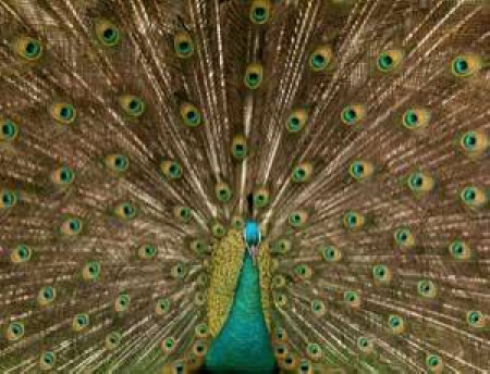 Name:  peacock tail.jpg
Views: 232
Size:  93.7 KB