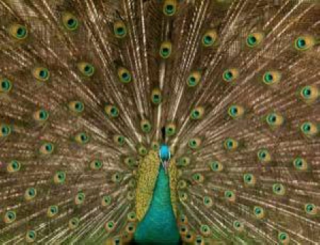 Name:  peacock tail.jpg
Views: 1342
Size:  93.7 KB