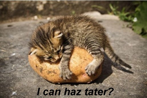Name:  potato_you_understand_me_11916.jpg
Views: 694
Size:  56.6 KB
