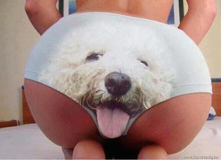 Name:  dogfacepanty.jpg
Views: 1261
Size:  10.5 KB