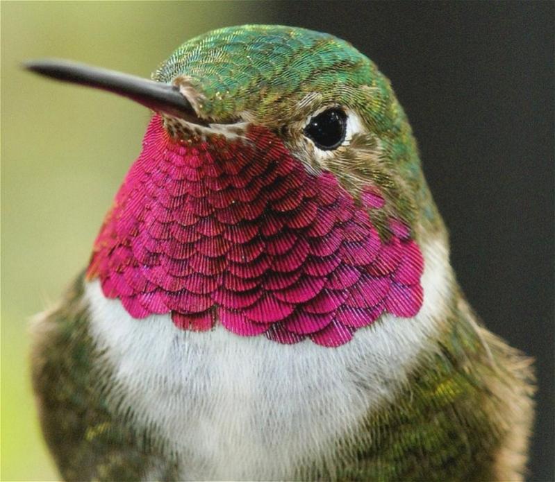 Name:  hummingbirdcloseup.jpg
Views: 576
Size:  83.7 KB