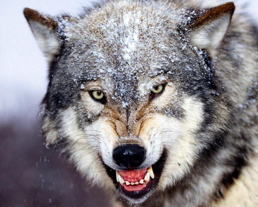 Name:  Bared_Teeth_Grey_Wolfb.jpg
Views: 3012
Size:  118.2 KB