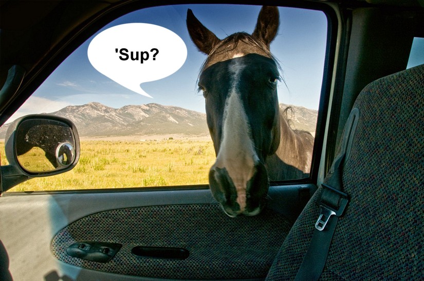 Name:  curioushorse.jpg
Views: 697
Size:  137.6 KB