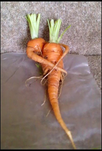 Name:  Carrot Love.jpg
Views: 777
Size:  52.0 KB