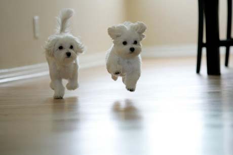 Name:  adorable-puppies.jpg
Views: 452
Size:  8.8 KB