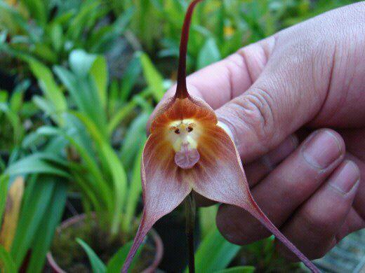Name:  monkeyOrch.jpg
Views: 3679
Size:  33.1 KB