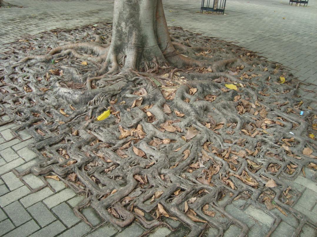 Name:  tree roots.jpg
Views: 950
Size:  183.5 KB