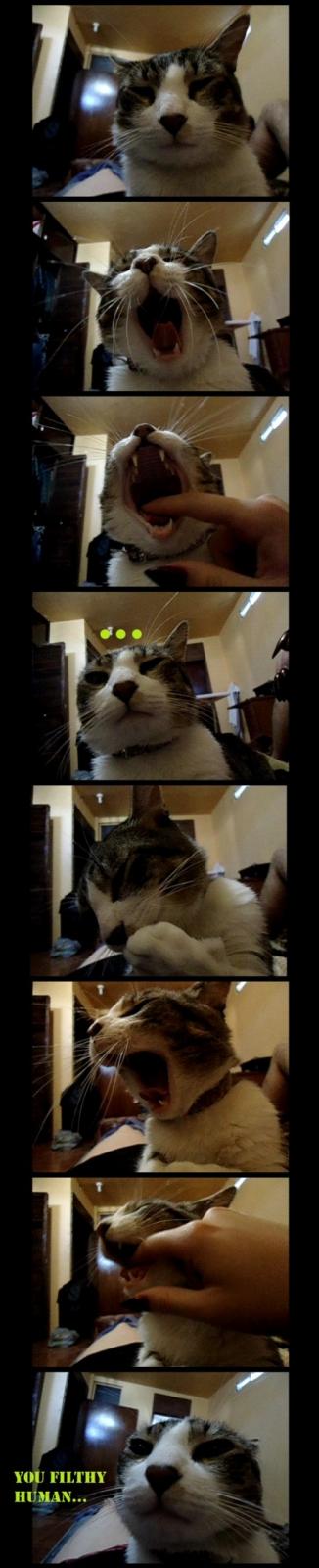 Name:  annoyed cat.jpg
Views: 335
Size:  64.5 KB