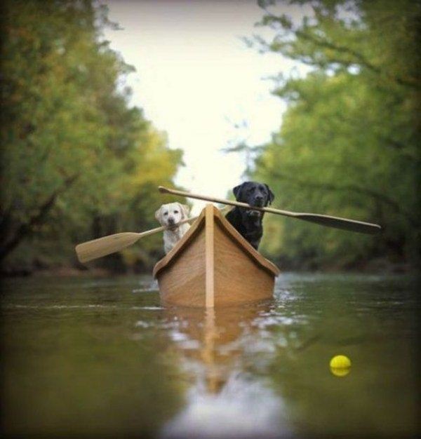 Name:  Whatever_It_Takes_To_Fetch.jpg
Views: 753
Size:  43.3 KB