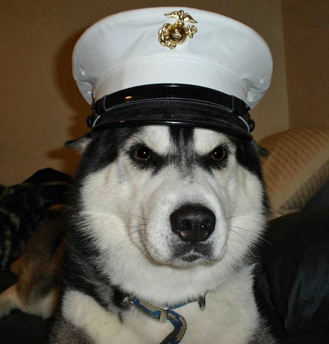 Name:  semperfido.jpg
Views: 386
Size:  55.5 KB