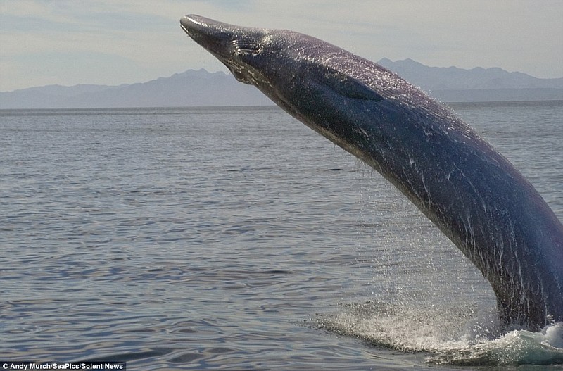 Name:  Bryde's Whale.jpg
Views: 526
Size:  121.8 KB