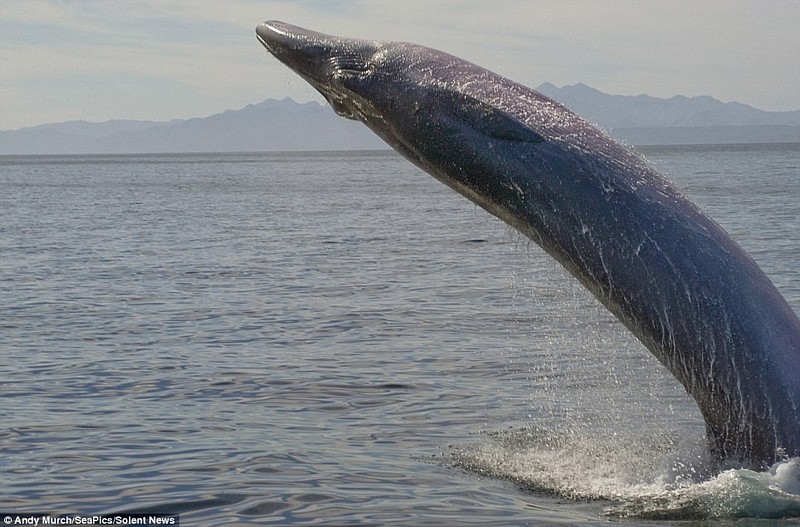 Name:  Bryde's Whale.jpg
Views: 2412
Size:  121.8 KB