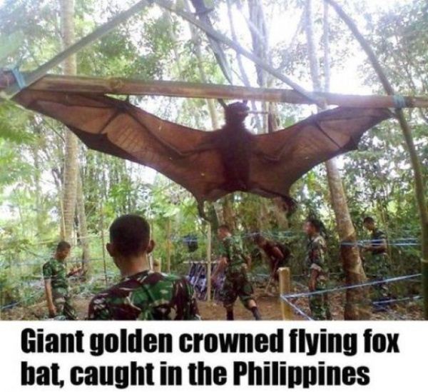 Name:  Just_A_Bat.jpg
Views: 544
Size:  71.2 KB
