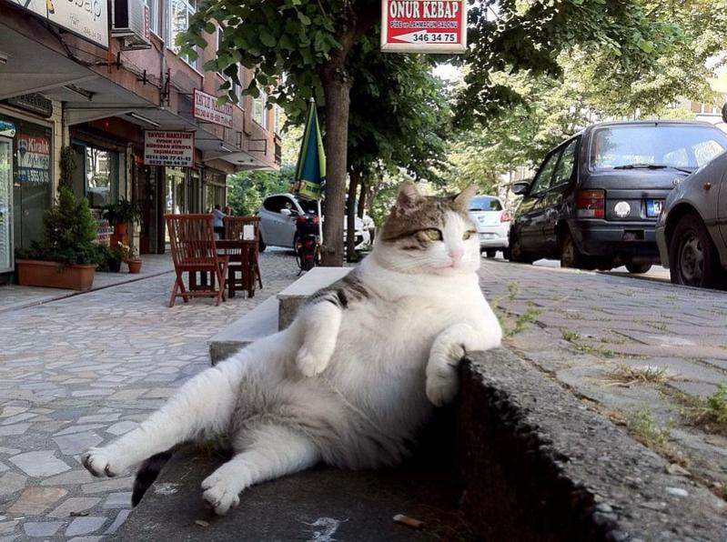 Name:  chillinlikeafatcat.jpg
Views: 869
Size:  101.2 KB