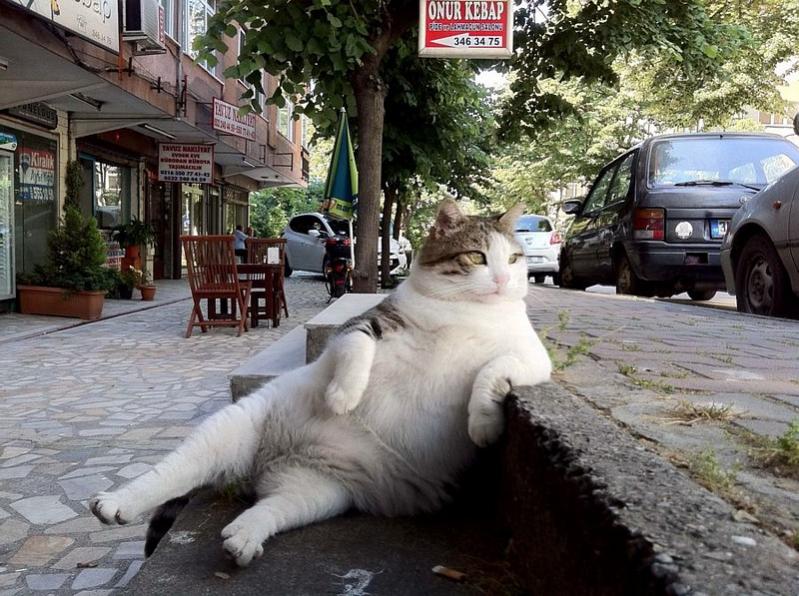 Name:  chillinlikeafatcat.jpg
Views: 724
Size:  101.2 KB