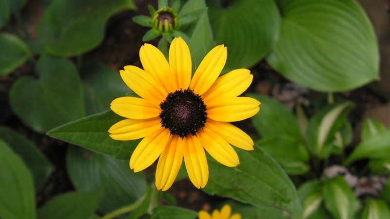 Name:  Brown-Eyed Susan.jpg
Views: 230
Size:  68.1 KB