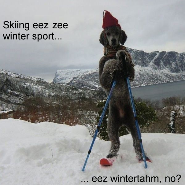 Name:  The_Ski_Dog.jpg
Views: 589
Size:  79.7 KB