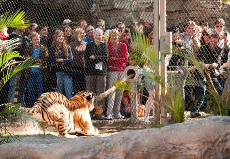 Name:  tigertugofwar.jpg
Views: 374
Size:  108.8 KB