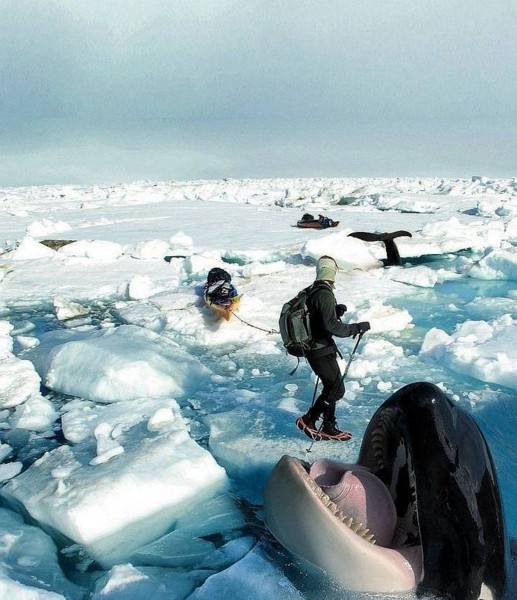 Name:  longest orca evah.jpg
Views: 723
Size:  90.1 KB