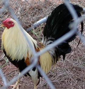 Name:  cock.jpg
Views: 399
Size:  47.4 KB