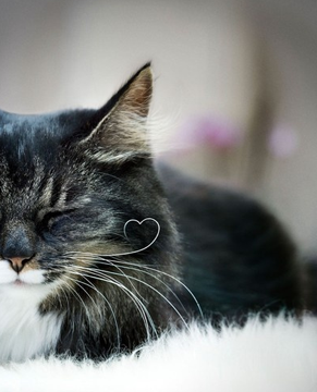 Name:  Whisker Love.png
Views: 2363
Size:  146.0 KB