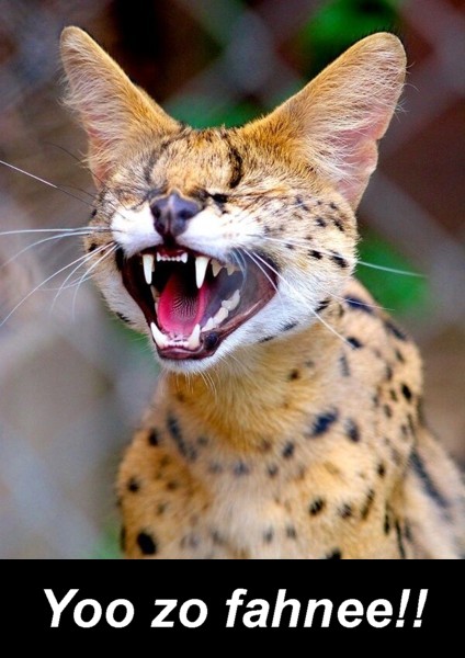 Name:  laughingserval.jpg
Views: 398
Size:  66.9 KB