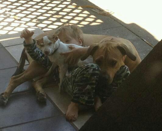 Name:  max and the dogs (532x431).jpg
Views: 328
Size:  34.3 KB