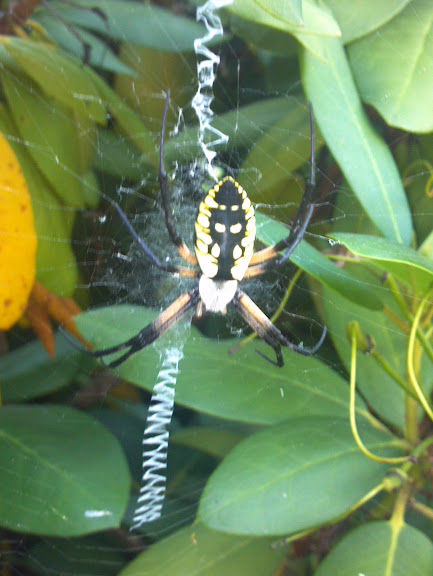 Name:  2012-08-26_17-52-55_553.jpg
Views: 347
Size:  72.9 KB