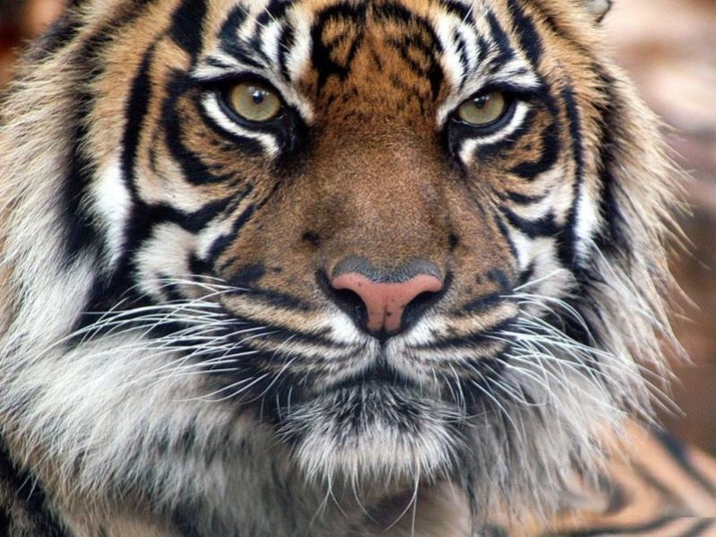 Name:  1024x768_Indian_Tiger.jpg
Views: 1087
Size:  98.5 KB