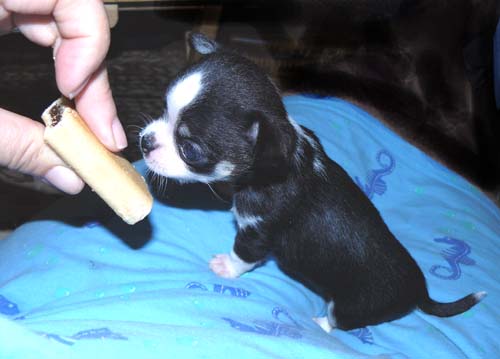 Name:  Primo 4wks.jpg
Views: 449
Size:  39.7 KB