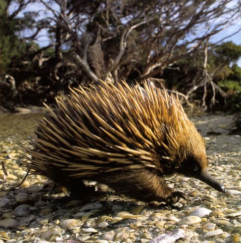 Name:  echidna1.jpg
Views: 770
Size:  68.0 KB