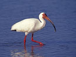 Name:  ibis.jpg
Views: 291
Size:  5.5 KB