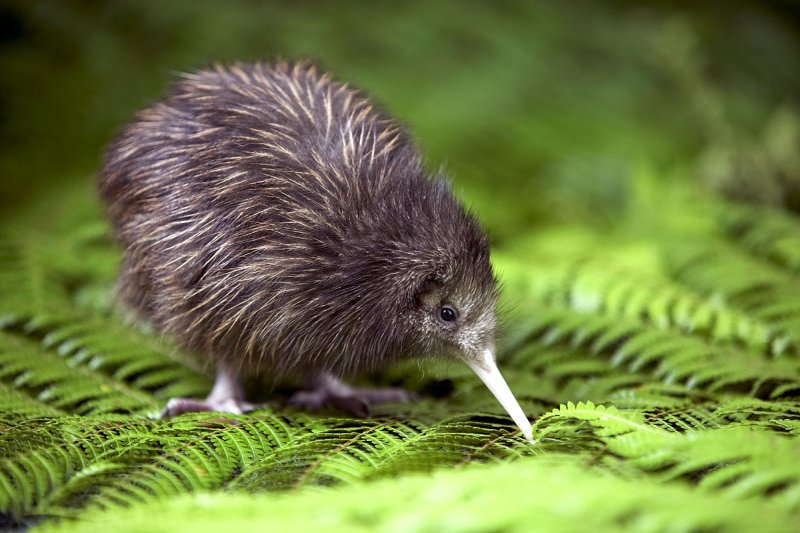 Name:  kiwi.jpg
Views: 425
Size:  89.9 KB