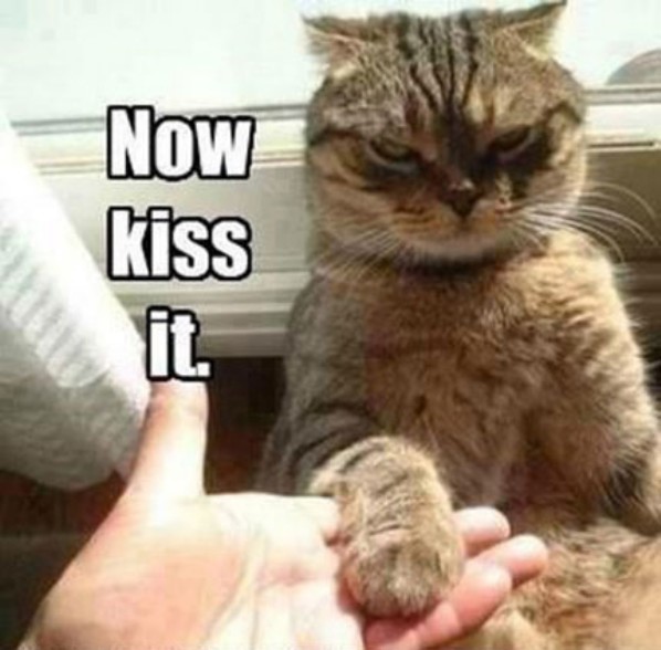 Name:  now-kiss-it.jpg
Views: 564
Size:  63.6 KB