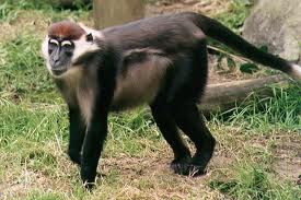 Name:  Mangabey.jpg
Views: 364
Size:  12.7 KB