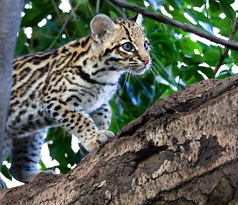 Name:  ocelot3mos-web.jpg
Views: 838
Size:  146.2 KB