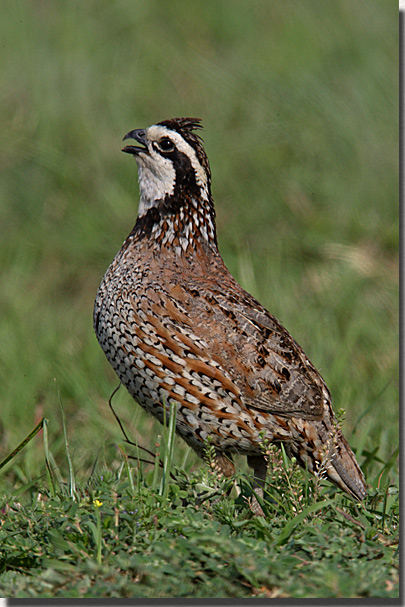 Name:  quail.jpg
Views: 363
Size:  116.7 KB