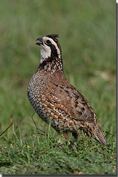 Name:  quail.jpg
Views: 438
Size:  116.7 KB