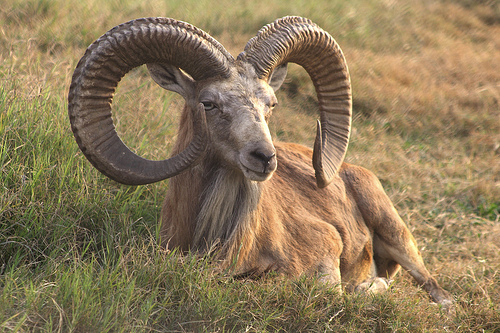 Name:  Urial.jpg
Views: 1525
Size:  159.4 KB