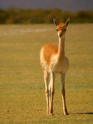 Name:  Vicuna.jpg
Views: 2083
Size:  69.8 KB