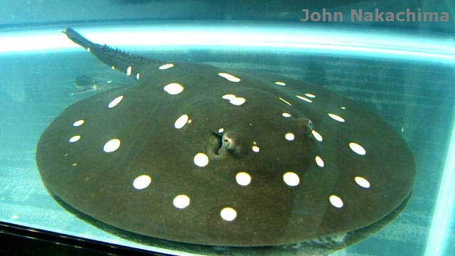 Name:  Potamotrygon_leopoldi_1.jpg
Views: 482
Size:  24.7 KB