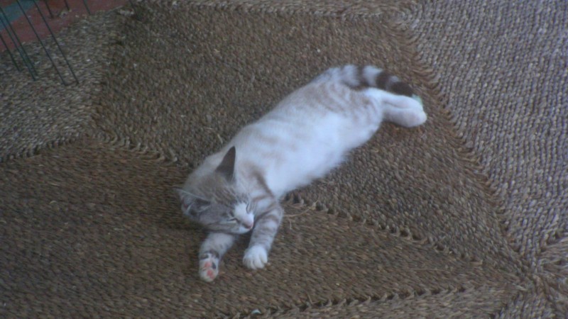 Name:  Sassy1.jpg
Views: 532
Size:  97.5 KB