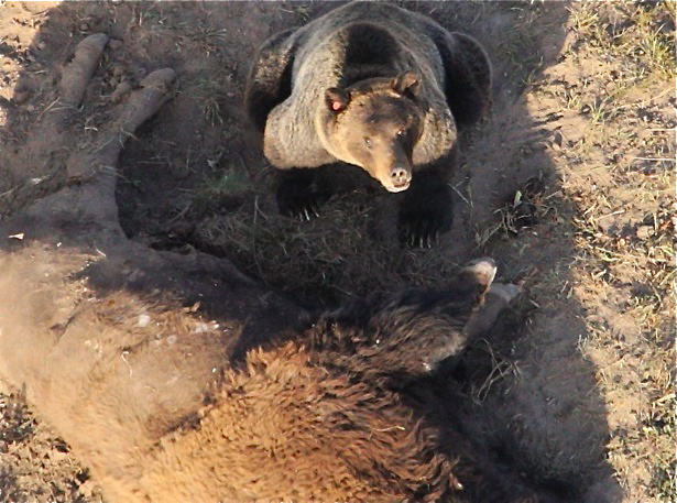 Name:  grizzlybison.jpg
Views: 2182
Size:  170.9 KB