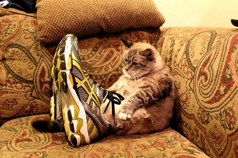 Name:  puzzledfatcat.jpg
Views: 572
Size:  173.7 KB