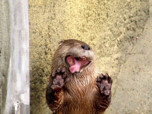 Name:  thisotterlovedwindows.jpg
Views: 521
Size:  68.0 KB