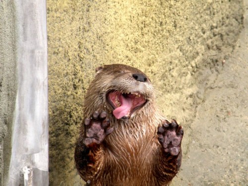 Name:  thisotterlovedwindows.jpg
Views: 411
Size:  68.0 KB