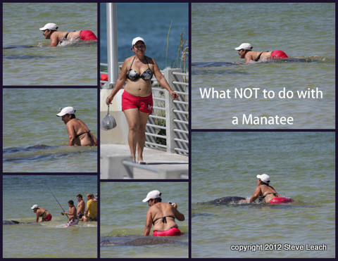 Name:  what not to do with a manatee.JPG
Views: 3019
Size:  84.7 KB