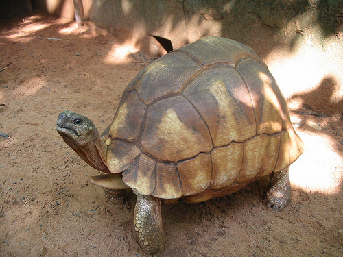 Name:  ploughshare.jpg
Views: 1641
Size:  141.1 KB