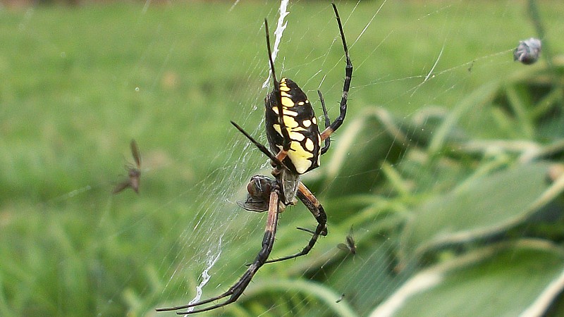 Name:  spidder.jpg
Views: 1214
Size:  116.3 KB