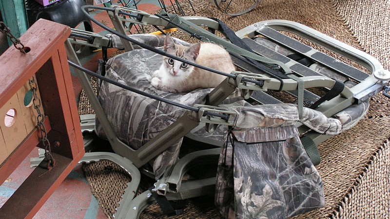 Name:  Sassy treestand.jpg
Views: 466
Size:  167.2 KB